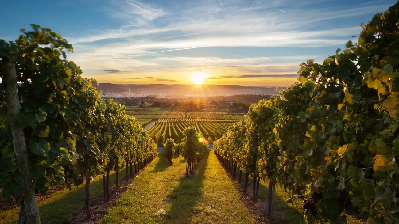 Small Vineyards