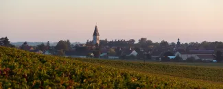 Vineyard