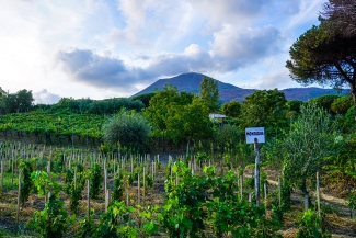 Vineyard