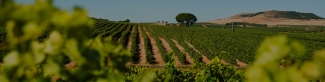 Bodegas Finca La Capilla