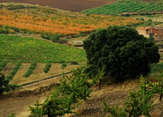 Bodegas Ateca vineyard