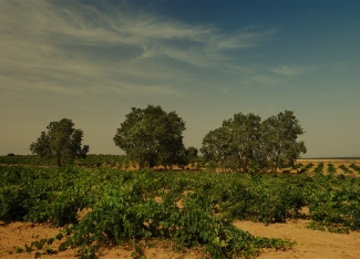 Tridente Bodegas