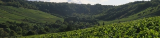 Domaine Delaporte