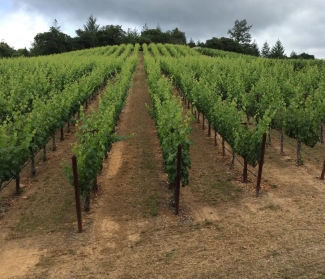 Forman Vineyard