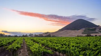 Vineyard