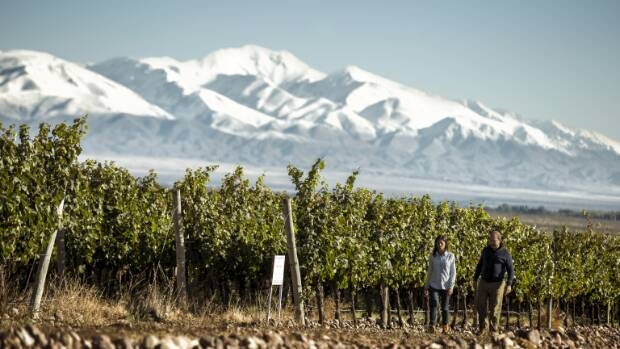 Vineyard