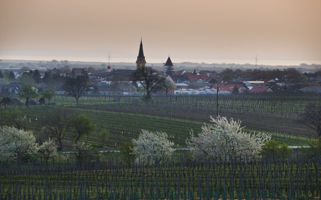 Winter Vineyard