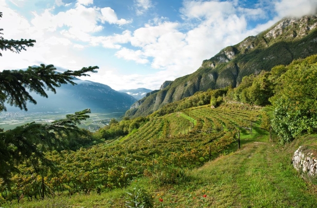 Vineyard