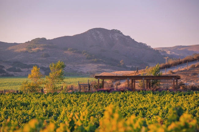 Vineyards