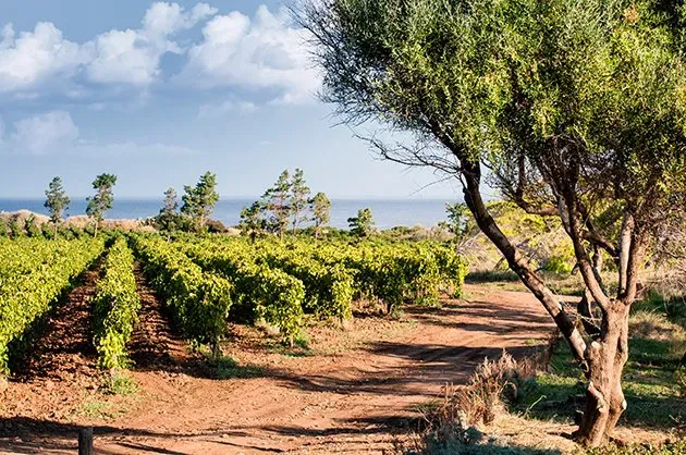 Vineyard