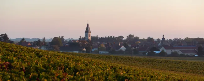 Vineyard