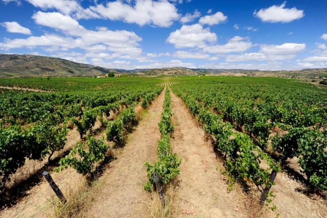 Vineyard