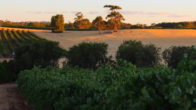 Vineyard