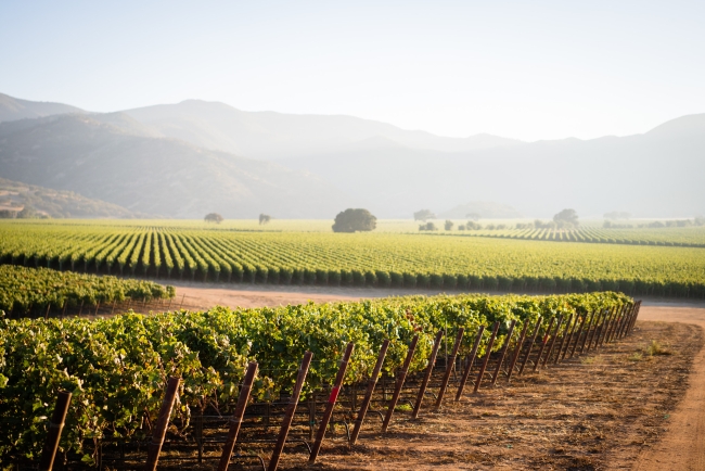 Vineyard