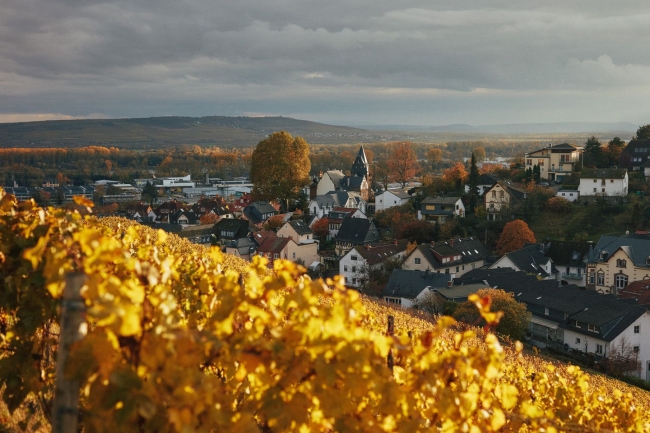 Vineyard