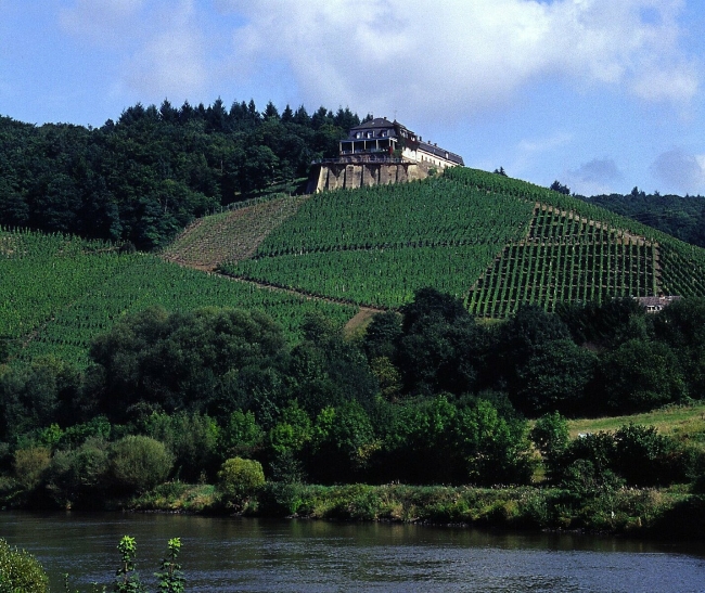 Vineyard