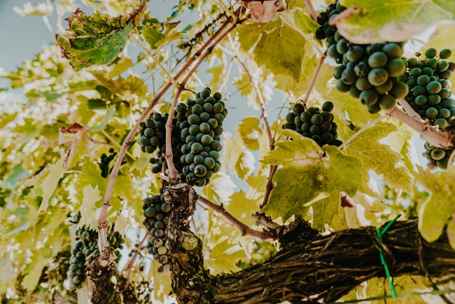 Grapes