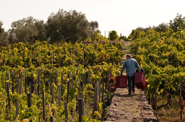 Vineyard